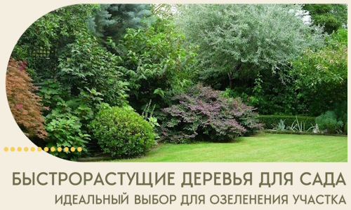 Быстрорастущие деревья для сада идеальный выбор в Троицке