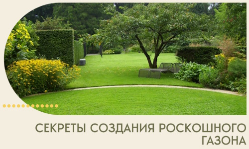 Секреты создания роскошного газона в Троицке